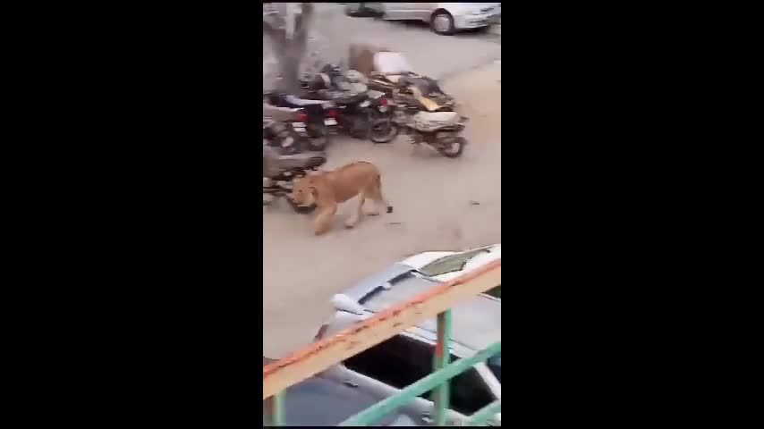 Video - Clip: Sư tử cái tấn công người đàn ông trên phố và cái kết thót tim