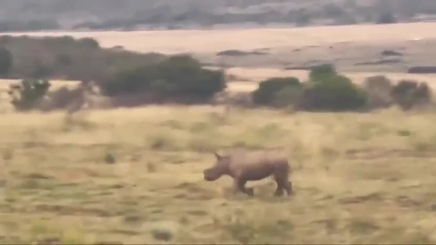 Video - Clip: Tê giác con tấn công linh dương đầu bò và cái kết bất ngờ