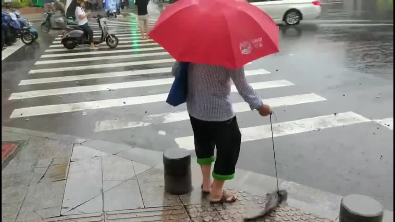Video - Clip: Khoảnh khắc kỳ lạ người phụ nữ dắt cá đi dạo trên đường