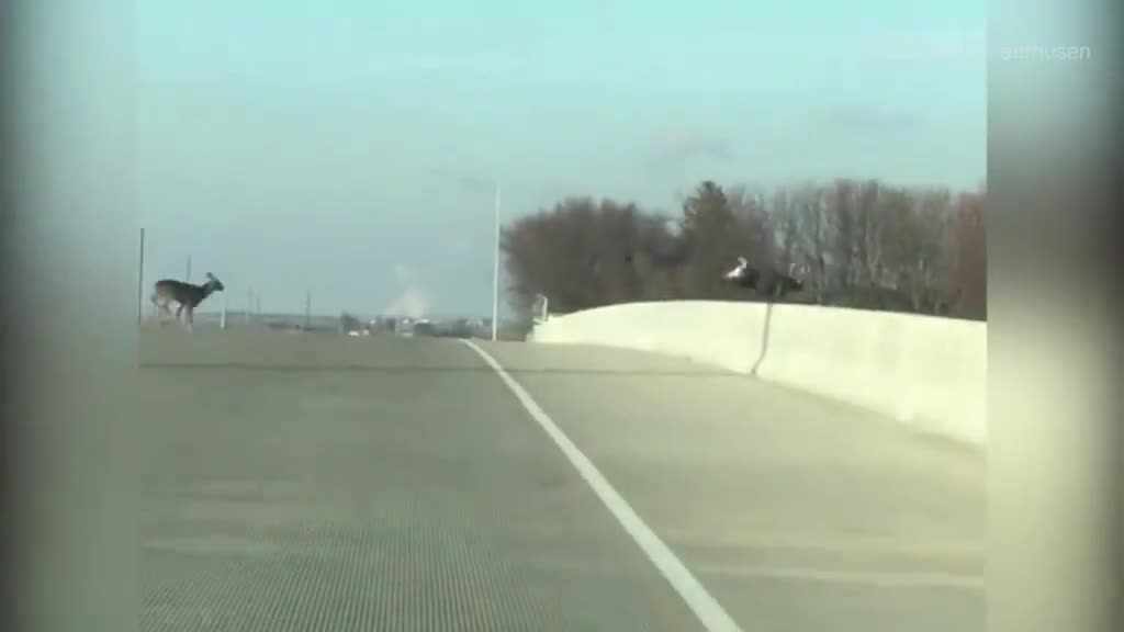 Video - Đang chạy xe trên cao tốc, tài xế sửng sốt khi thấy cảnh trước mắt