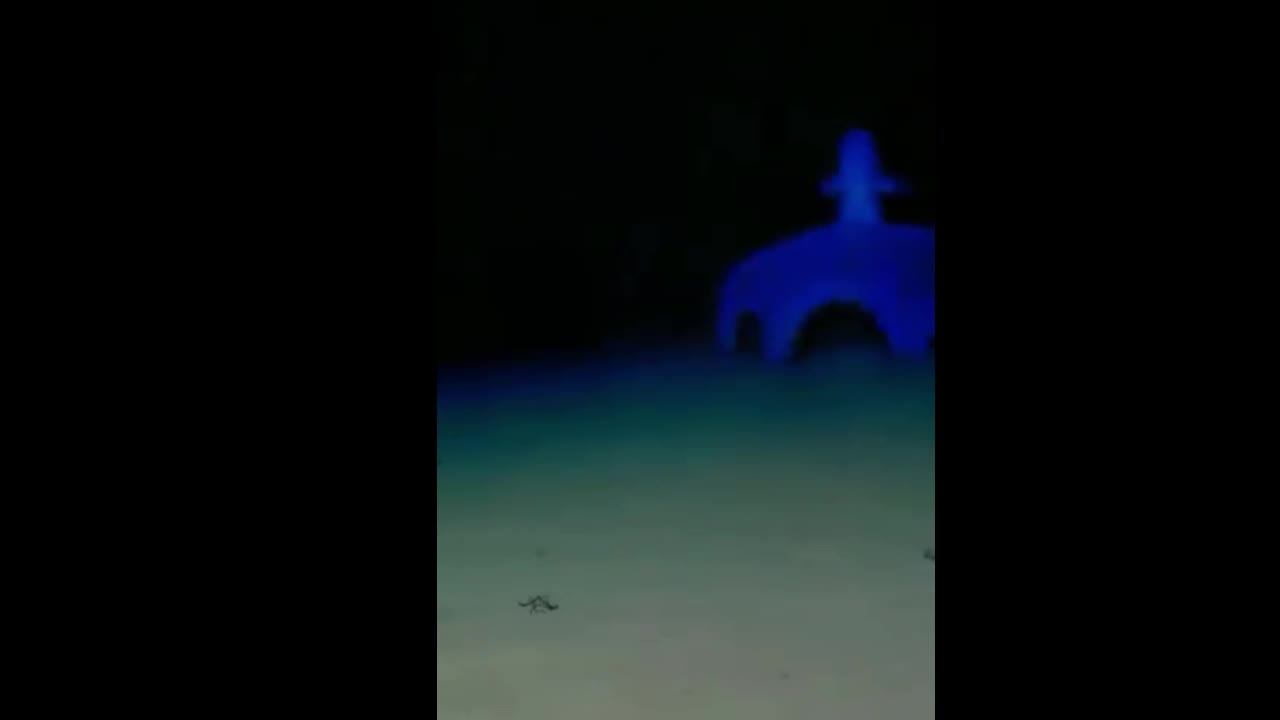 Video - Clip: Bắt gặp mực ma cà rồng di chuyển dọc đáy đại dương