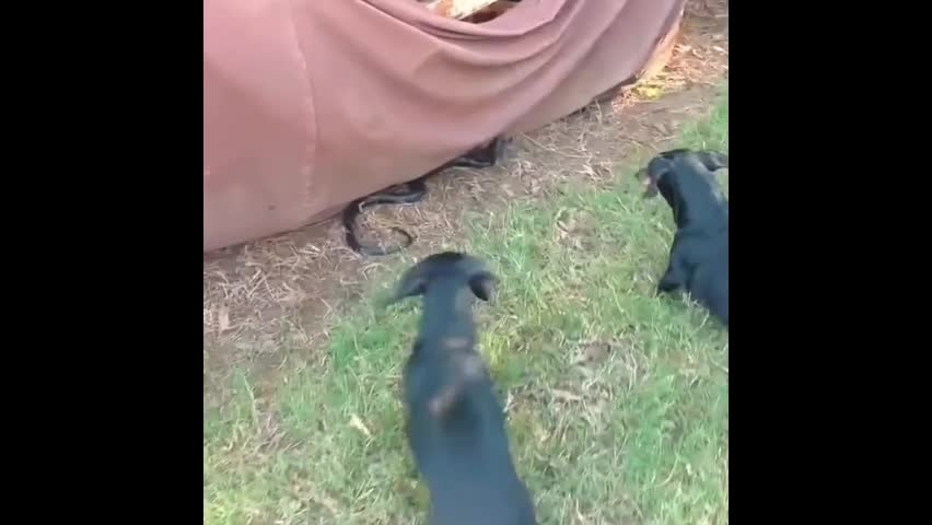 Video - Clip: Con rắn xấu số gặp hai con chó hiếu động và cái kết kinh hoàng