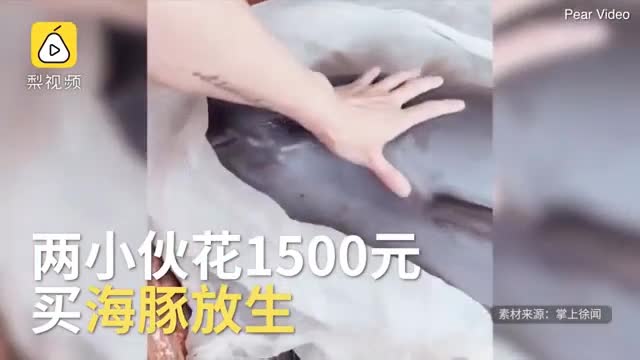 Video - Cá heo 'chảy nước mắt' khi bị bán giữa chợ và cái kết bất ngờ phía sau