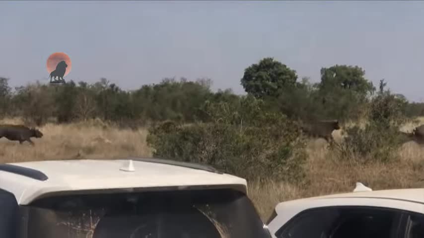 Video - Clip: Tấn công trâu non, sư tử bị đàn trâu phản kích lại