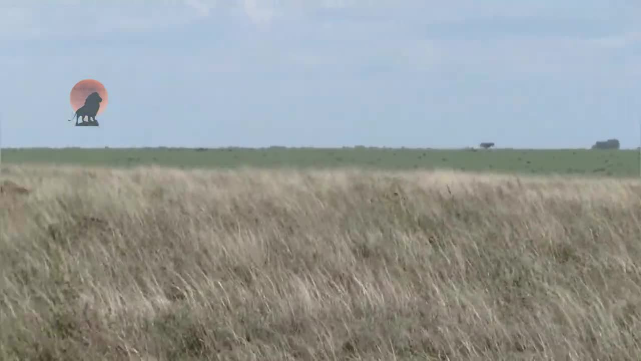 Video - Clip: Cuộc săn bắt đầy mê hoặc giữa báo và linh dương đầu bò