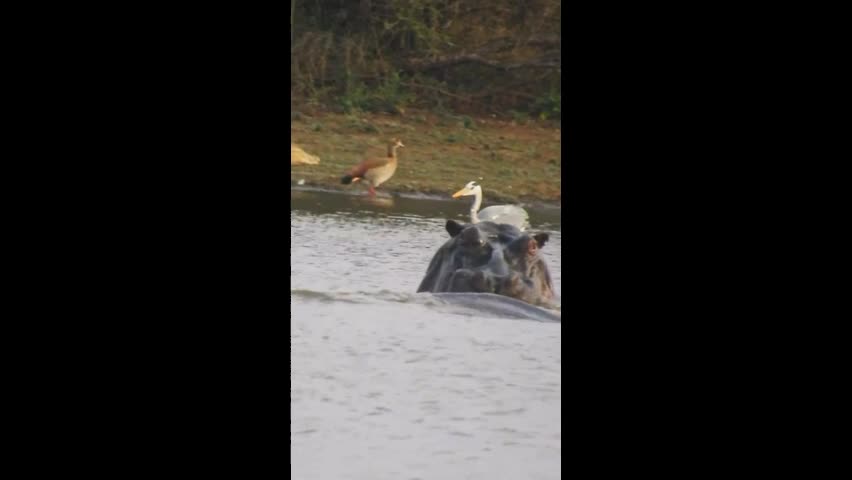 Video - Clip: Con cò dũng cảm đứng trên lưng hà mã đi qua bầy cá sấu