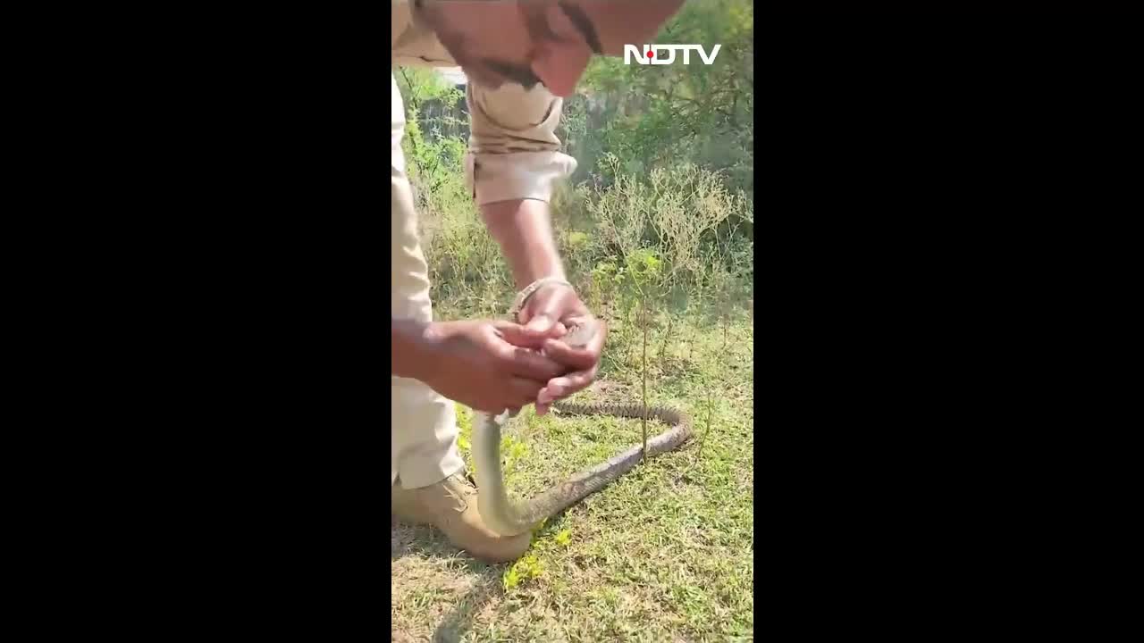 Video - Clip: Người đàn ông hô hấp nhân tạo cứu sống con rắn bị bất tỉnh