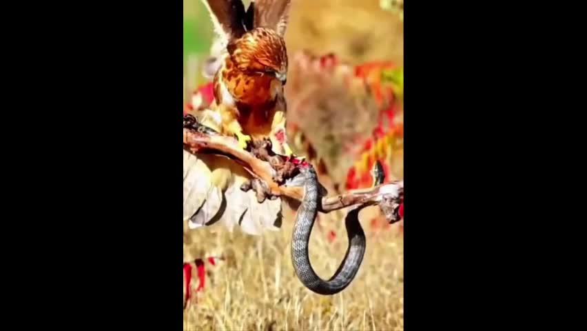 Video - Clip: Cuộc chiến kinh hoàng giữa chim ưng và rắn