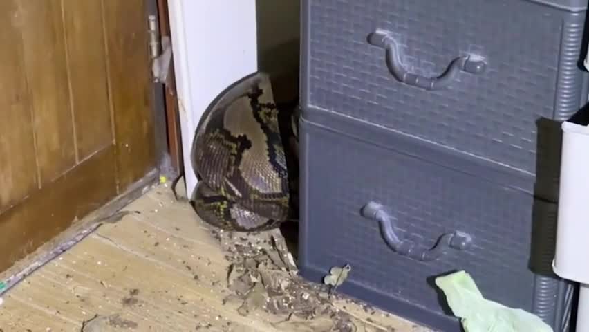 Video - Clip: Trăn khổng lồ trú ẩn trong nhà dân và nuốt chửng một con mèo