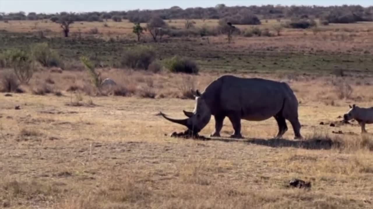 Video - Clip: Trận chiến căng thẳng giữa sư tử và gia đình tê giác
