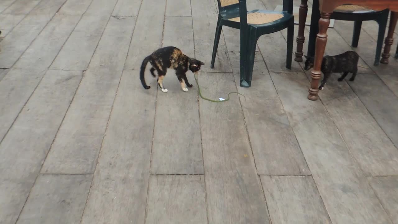 Video - Clip: Rắn độc bị mèo ngoạm đầu, kéo lê trên sàn