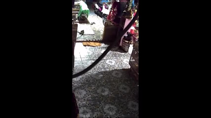Video - Clip: Giẫm trúng rắn hổ mang khổng lồ, người phụ nữ sợ hãi bỏ chạy