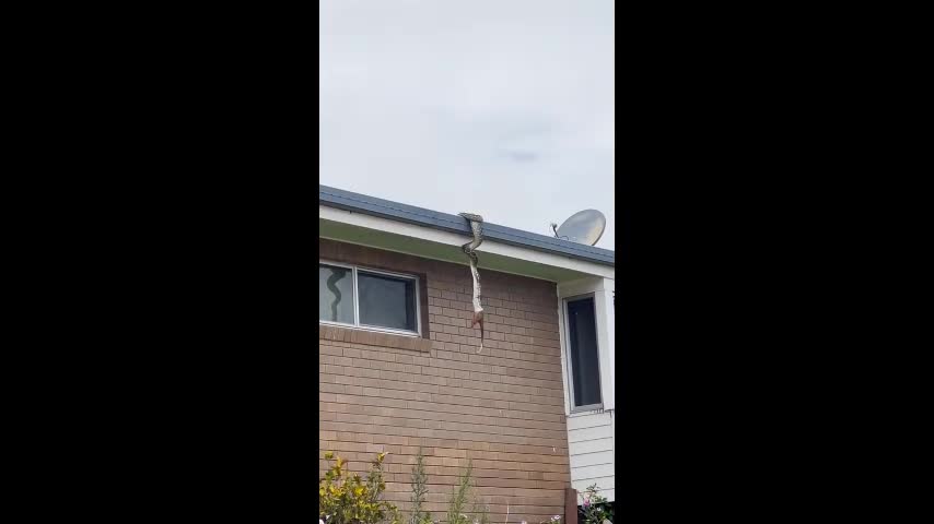 Video - Người đàn ông phát hiện cảnh tượng đáng sợ trên mái nhà hàng xóm