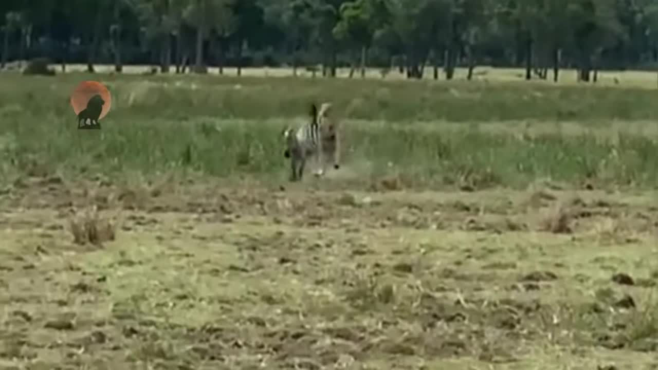Video - Clip: Kịch tích màn săn mồi của bầy sư tử cái