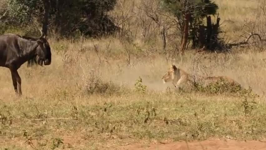 Video - Clip: Đang khiến sư tử bối rối linh dương đầu bò lại mắc sai lầm ngớ ngẩn