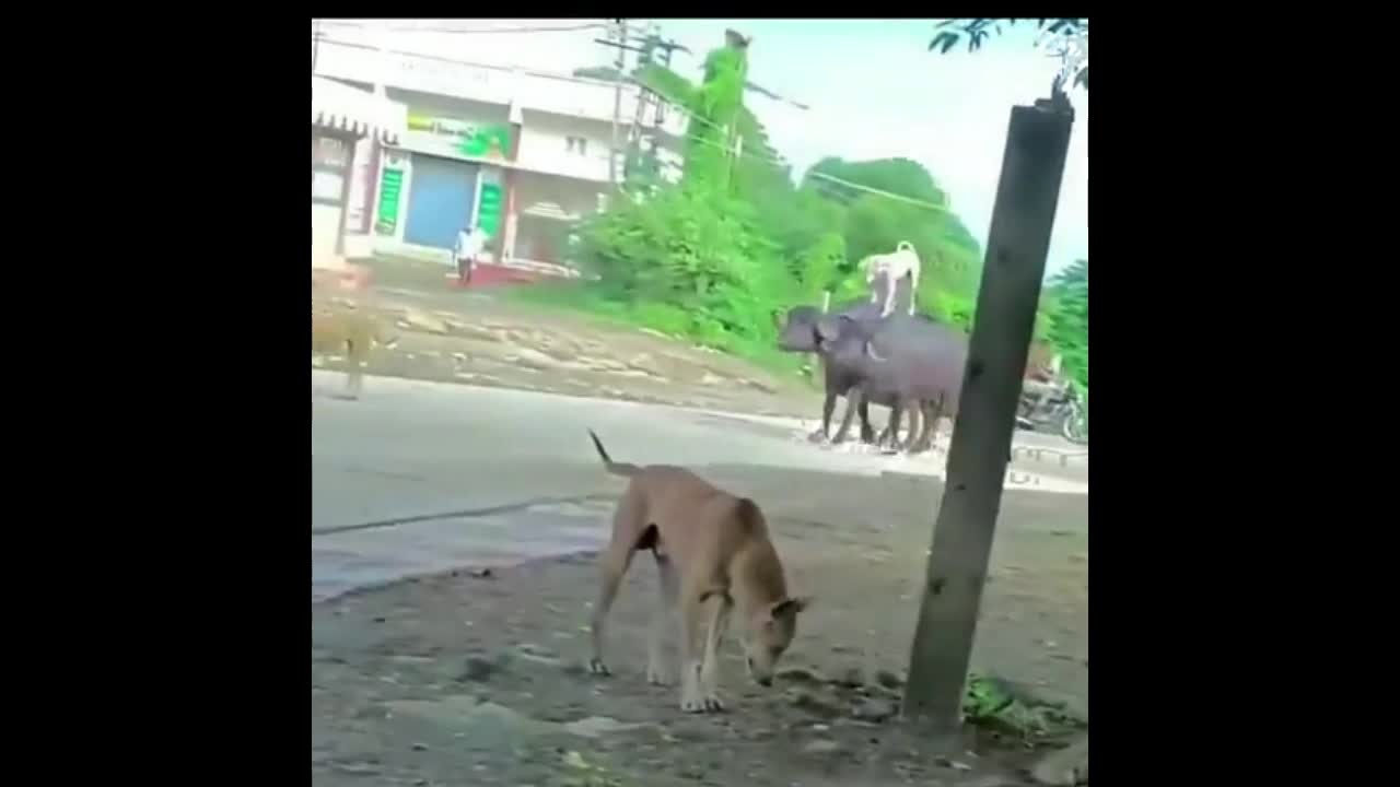 Video - Clip: Kỳ lạ chó thản nhiên đứng trên lưng con trâu đang đi