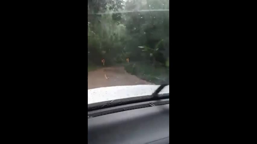 Video - Clip: Kinh hoàng ô tô suýt bị cây cối vùi lấp do lở đất