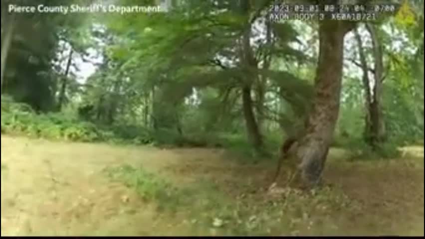 Video - Clip: Cảnh sát suýt bị nai sừng tấm húc khi cố gắng giải cứu con vật
