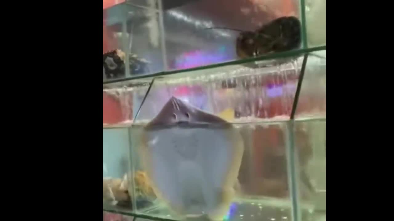 Video - Clip: Cá đuối tinh nghịch gây sốt trên mạng xã hội