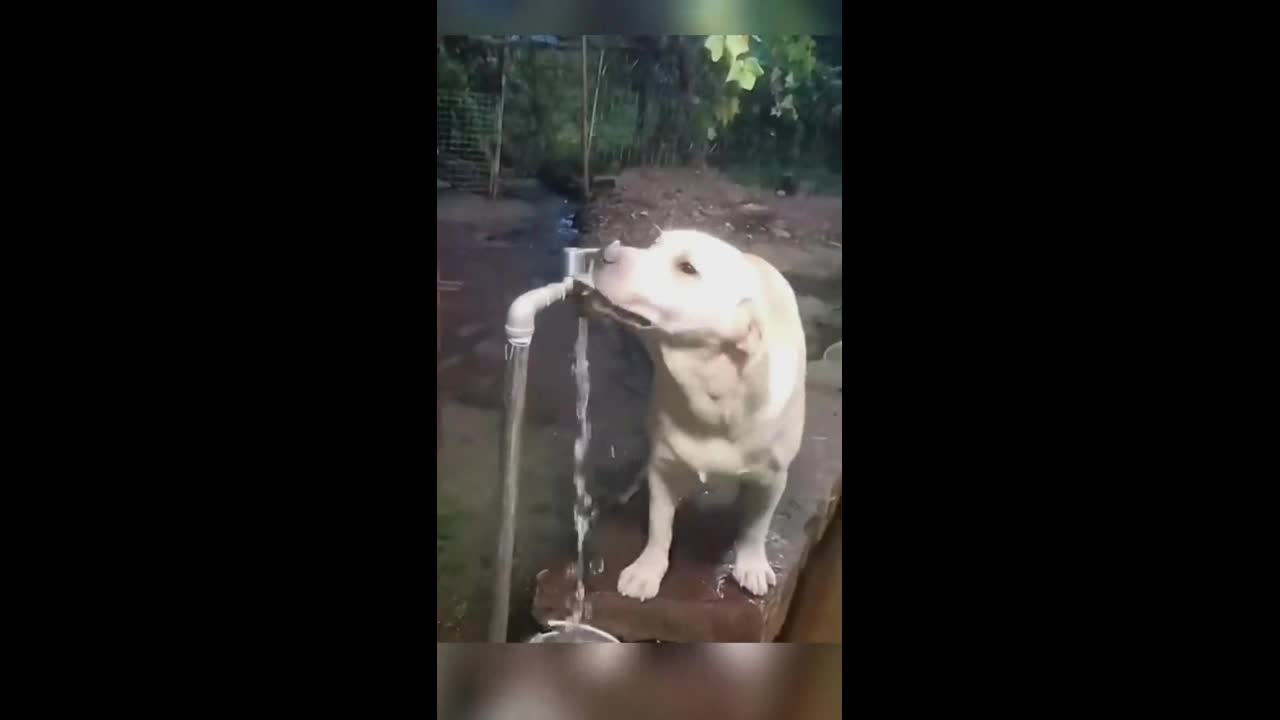 Video - Clip: Những chú chó thông minh khiến nhiều người kinh ngạc