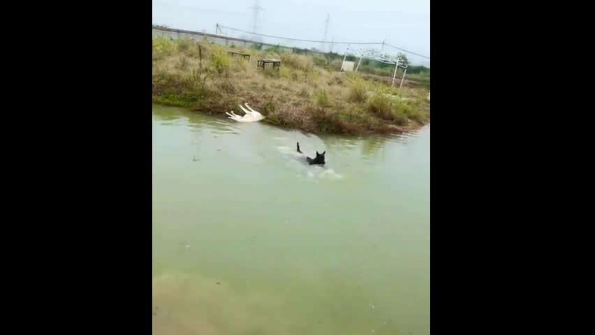 Video - Clip: Chó nhảy xuống nước bắt vịt và cái kết bất ngờ