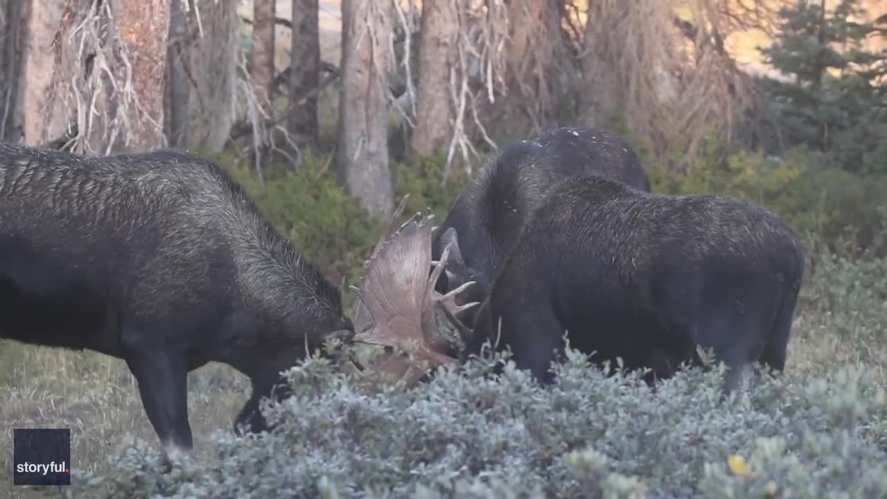 Video - Clip: Hiếm gặp ba con nai sừng tấm lớn đang đánh nhau