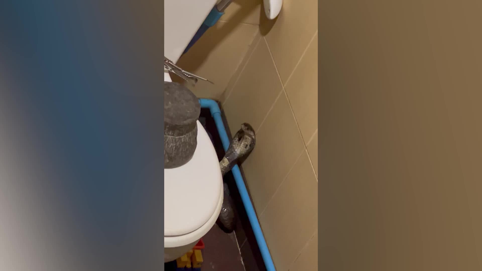Video - Nghe tiếng rít trong toilet, 2 vợ chồng phát hiện cảnh tượng kinh hãi
