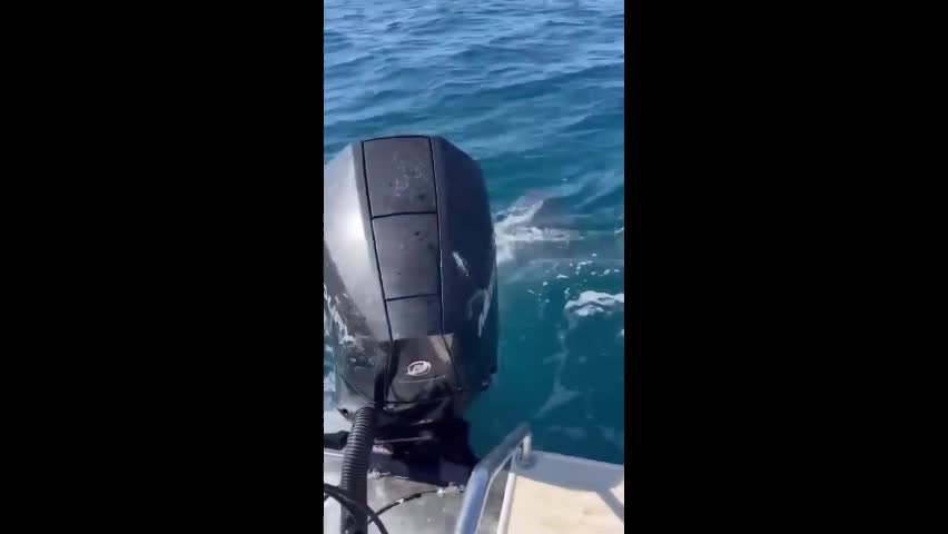Video - Clip: Kinh hoàng cá mập khổng lồ lao tới cướp cá ngừ của người đi câu
