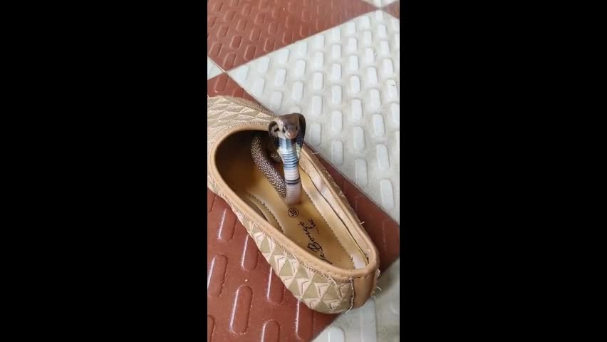 Video - Clip: Thót tim khi phát hiện rắn hổ mang 'ẩn nấp' trong giày