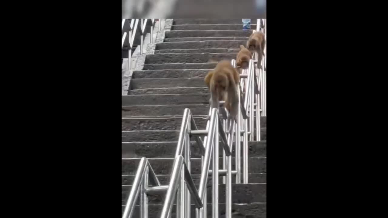 Video - Clip: Khoảnh khắc sáng tạo của ba con khỉ gây sốt mạng xã hội
