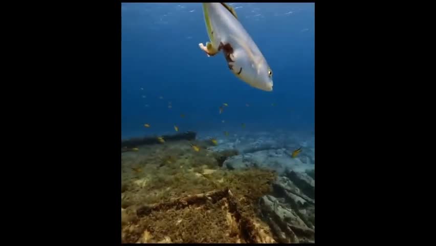 Video - Clip: Kinh ngạc cá bị mất một phần bụng vẫn sống bình thường