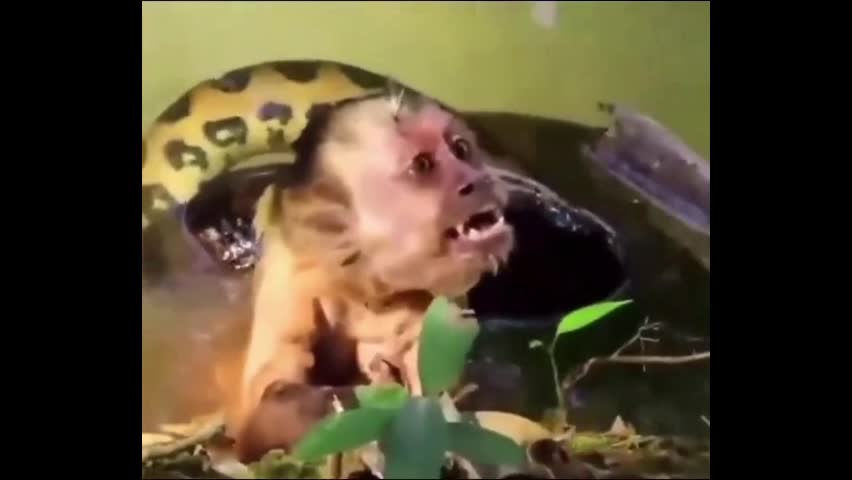 Video - Clip: Khỉ bị con bị trăn quấn chặt được giải cứu