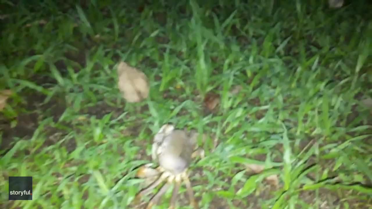 Video - Clip: Kinh hãi phát hiện đàn cua xuất hiện cạnh nhà vào buổi tối