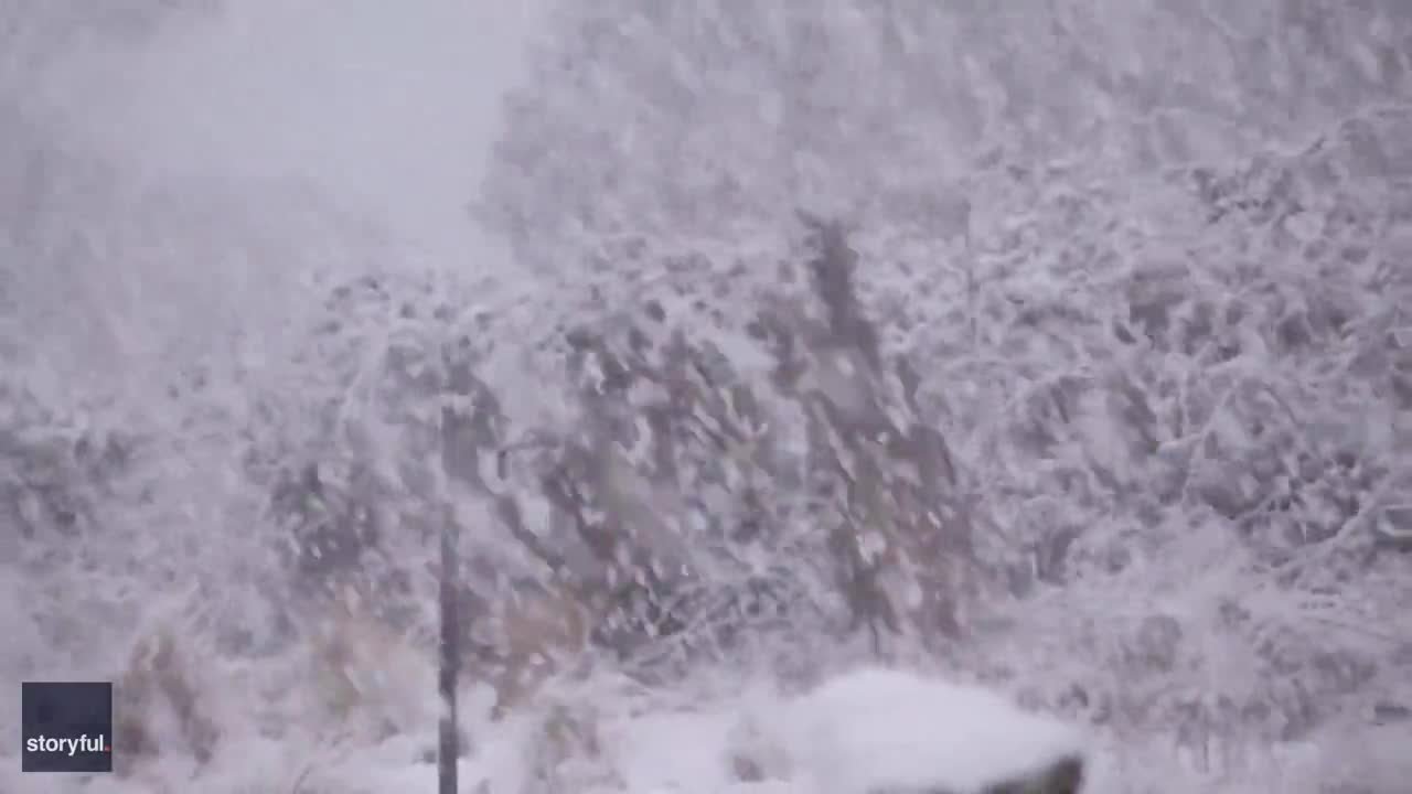 Video - Clip: Lạ mắt cảnh tượng Kangaroo đánh nhau dưới mưa tuyết