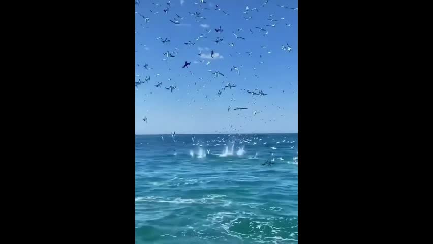 Video - Clip: Kinh ngạc hàng trăm con chim lao xuống biển vì lý do bất ngờ