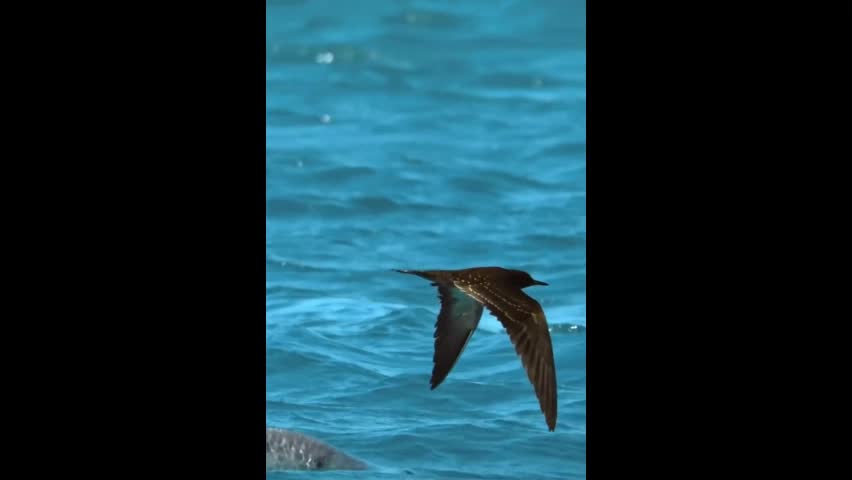 Video - Clip: Khoảnh khắc chim bị cá tấn công bất ngờ và cái kết khó tin