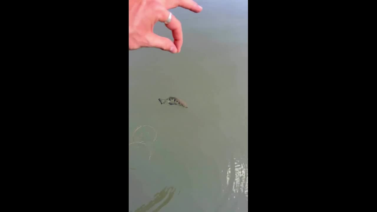 Video - Clip: Loài cá kỳ lạ có khả năng phun nước để tiêu diệt con mồi