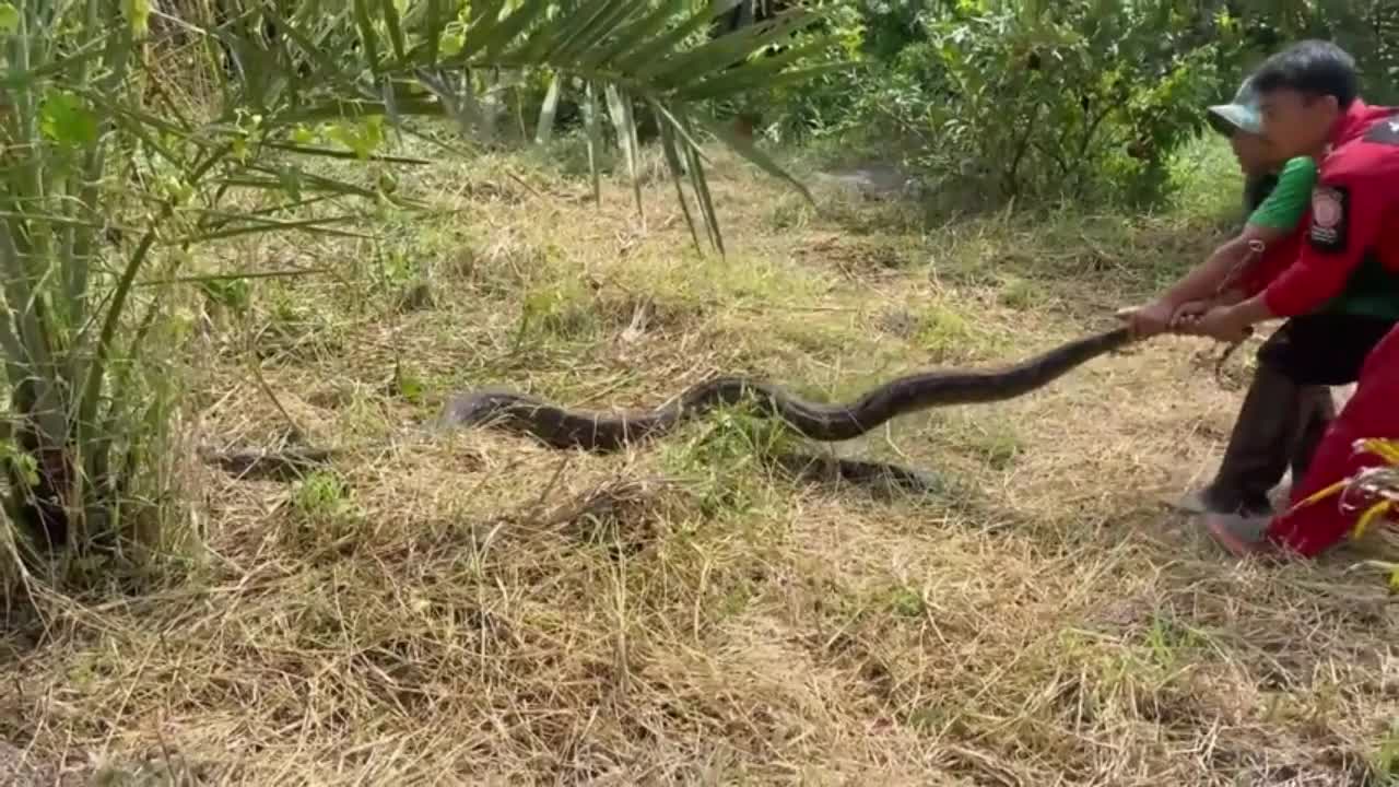 Video - Clip: Bất ngờ phát hiện trăn khổng lồ dài gần 5 m trong vườn nhà