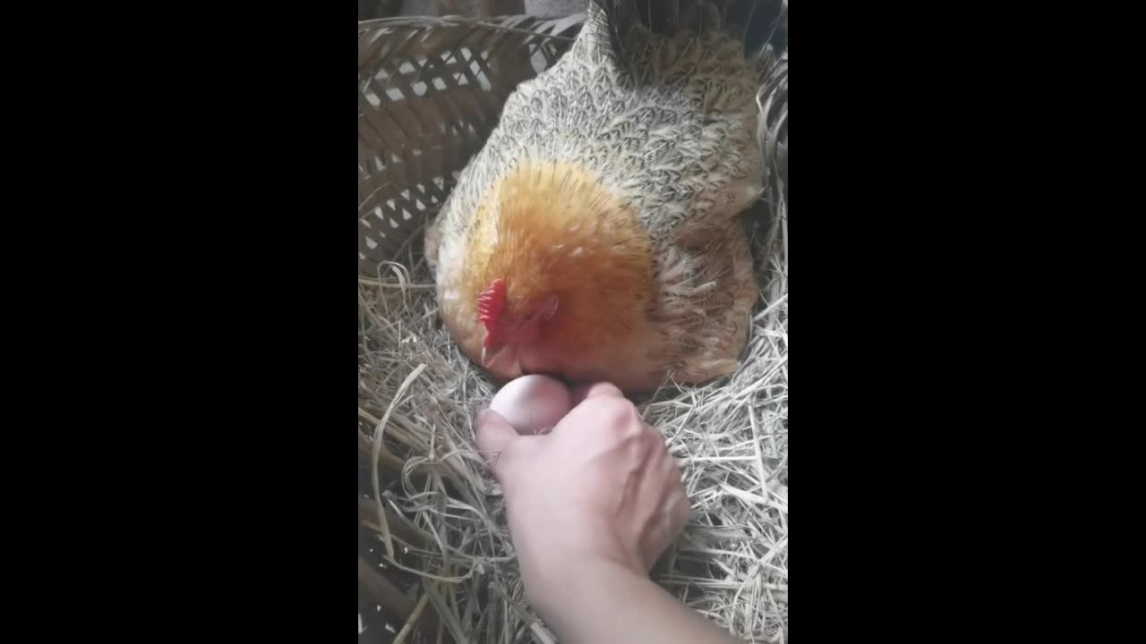 Video - Clip: Độc đáo gà mái bị “mua chuộc” lấy mất trứng