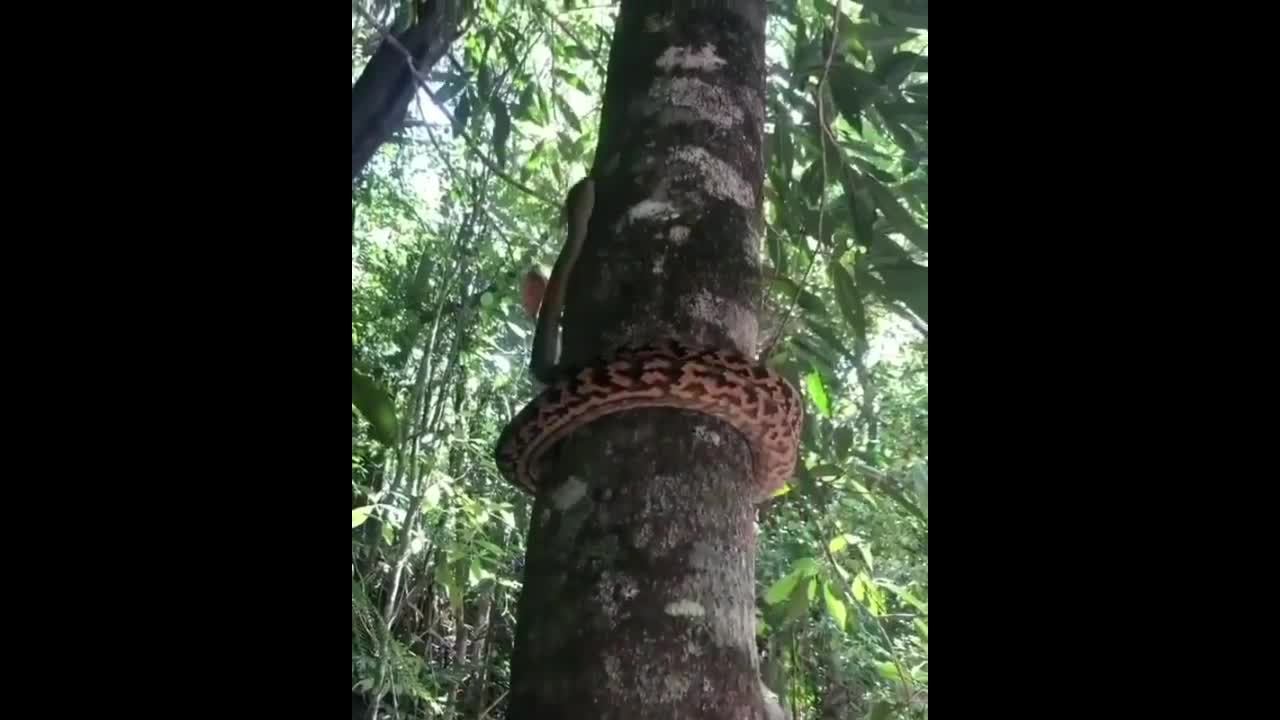 Video - Clip: Kinh ngạc với màn trèo cây đặc biệt của loài trăn