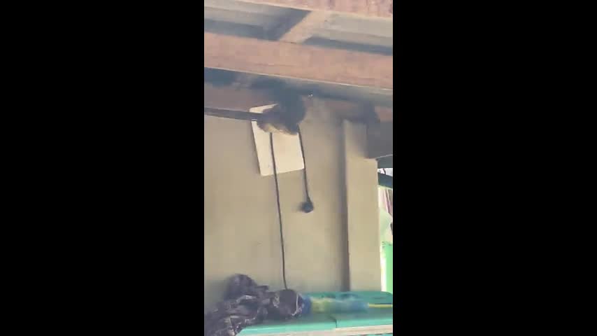 Video - Cả gia đình kinh hãi phát hiện con vật cực độc lủng lẳng trên mái nhà