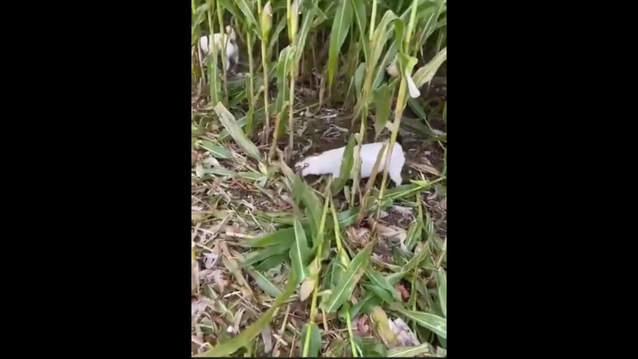 Video - Clip: Khoảnh khắc chú chó giúp chủ thu hoạch ngô gây kinh ngạc