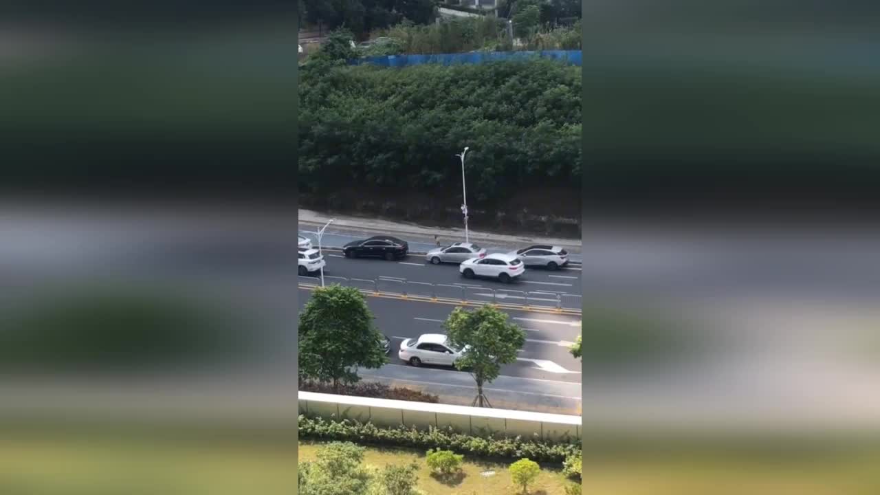 Video - Clip: Bị chó đuổi, nam thanh niên trèo lên cột đèn đường lánh nạn