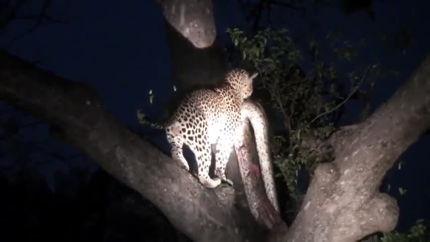 Video - Soi đèn pin lên cây, nhóm du khách chứng kiến cảnh tượng bất ngờ