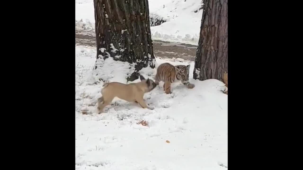 Video - Clip: Cuộc đụng độ thú vị giữa chó tinh nghịch và hổ con