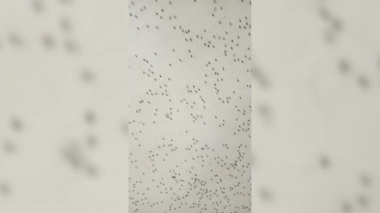 Video - Người phụ nữ sợ hãi khi thấy thứ đáng sợ đậu kín trên tường nhà