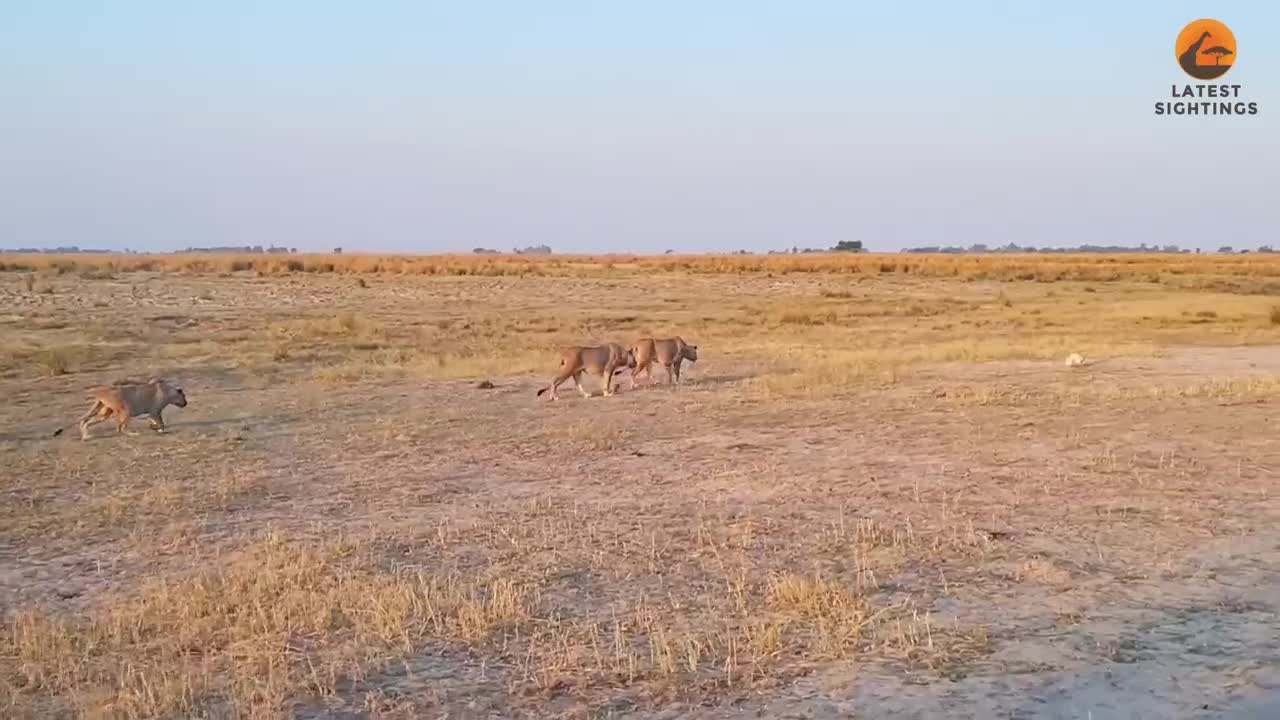 Video - Clip: Cuộc săn mồi kịch tính của bầy sư tử kết thúc trong thất bại