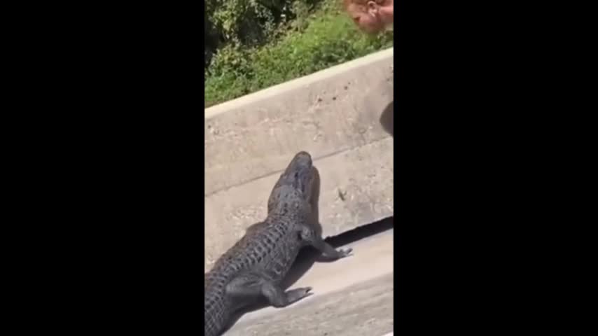 Video - Clip: Dại dột trêu đùa cá sấu, nam thanh niên nhận ngay kết đắng