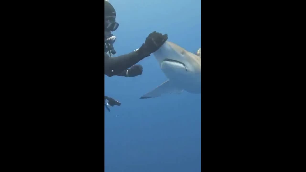Video - Clip: Thợ lặn gan dạ gỡ lưỡi câu khỏi miệng cá mập đang bơi