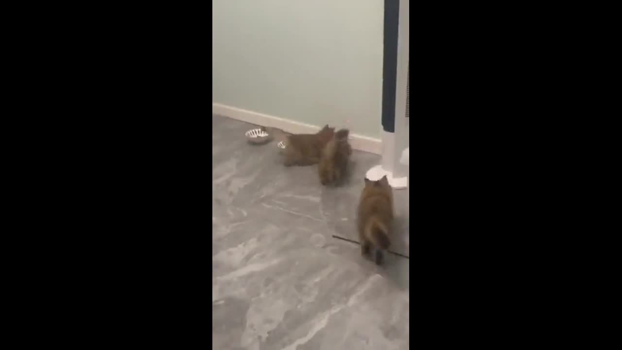 Video - Clip: Kỳ lạ mèo leo tường như người nhện